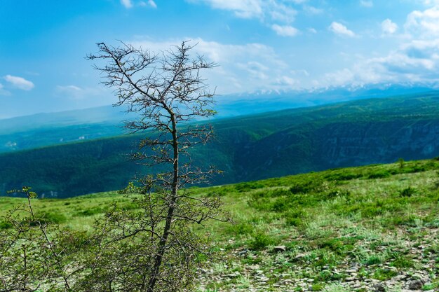 Весеннее горное дерево с едва распустившимися листьями на фоне размытых горных склонов с ледниками на расстоянии