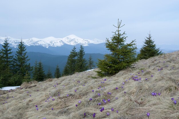 Foto la primavera nelle montagne