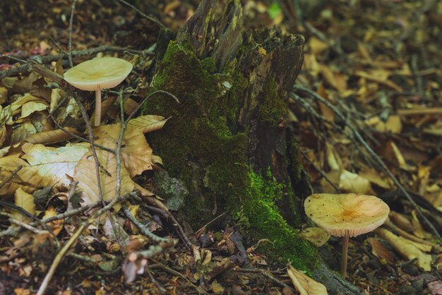 Spring mushroom in the forest