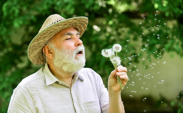 Spring in my head. old age and aging. spring village country. symbol of thin gray hair. old man blow dandelion flower. Alzheimer dementia. concept of cognitive impairment. Joy during early spring.