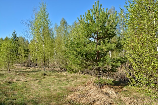 Spring in the national Park Ryazan Meschera