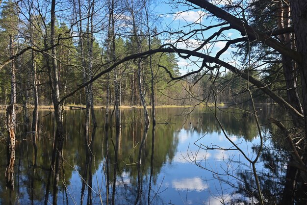 Spring in the national park