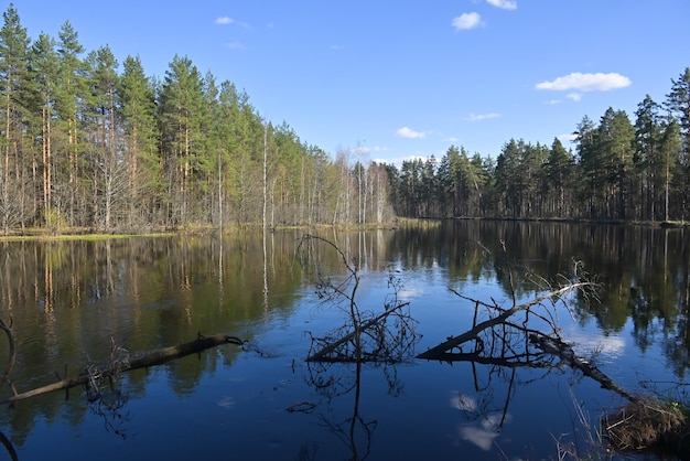 Photo spring in the national park