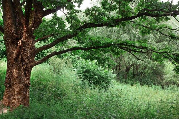 Весенний естественный фон в зеленом цвете Лес с деревьями Фото высокого качества