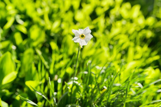 春の自然の背景緑の牧草地のハーブと日光の下で咲く庭の花