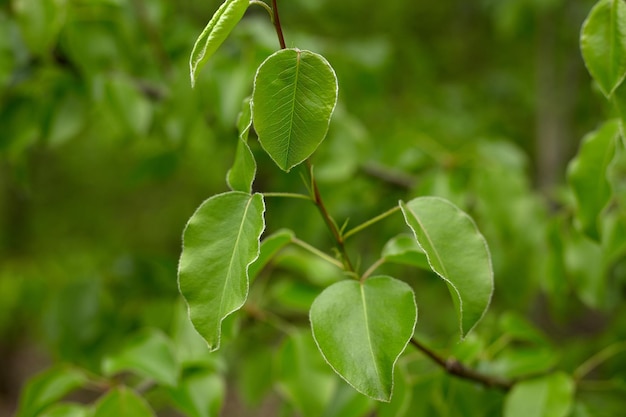 Весенний естественный размытый фон с зелеными листьями на ветке дерева расфокусирован