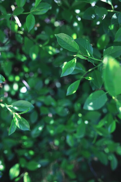 春の自然の背景森の風景春の朝の緑の木々や草