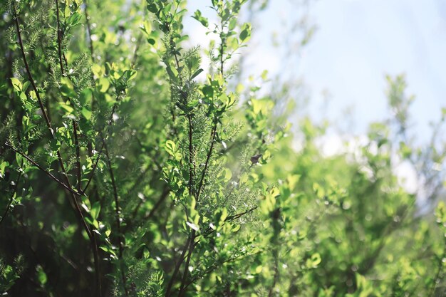 春の自然の背景森の風景春の朝の緑の木々や草