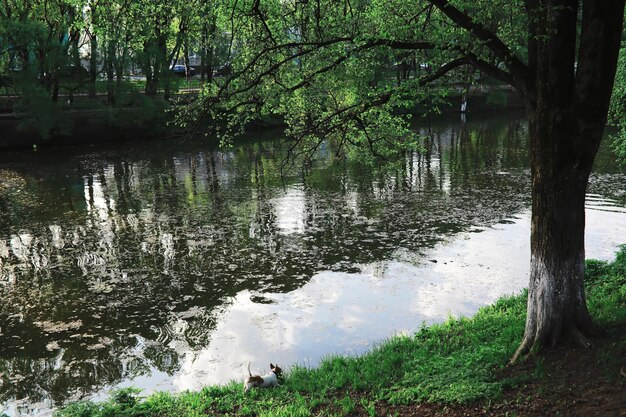 春の自然の背景日当たりの良い春の朝の緑の木々や草森の風景