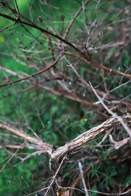 Foto sfondo della natura primaverile verde di alberi ed erbe in una soleggiata mattina di primavera paesaggio forestale