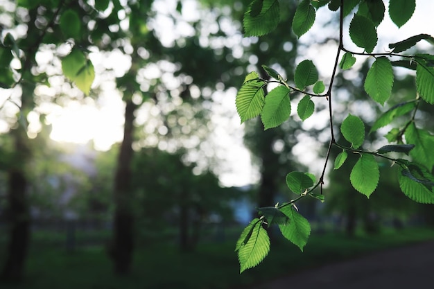 Spring nature background Greenery trees and grasses on a sunny spring morning Forest landscape