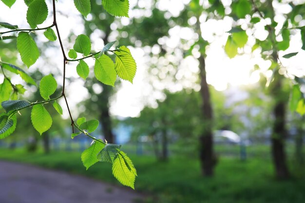 Spring nature background Greenery of trees and grasses on a sunny spring morning Forest landscape