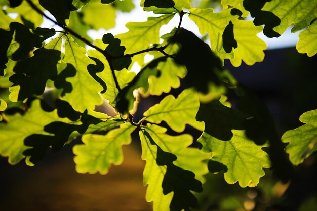 Spring nature background Greenery of trees and grasses on a sunny spring morning Forest landscape