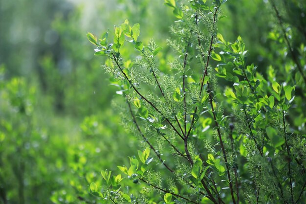 Spring nature background Greenery of trees and grasses on a sunny spring morning Forest landscape