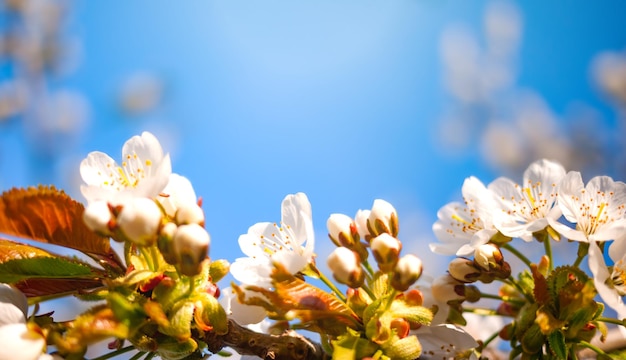 Spring nature background with apple blossom on blue sky background