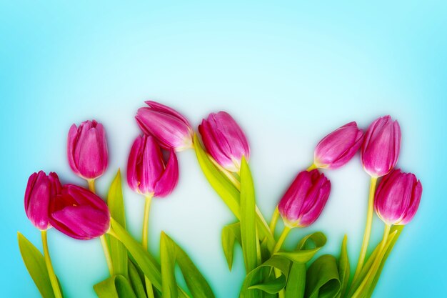 spring nature background with beautiful tulips