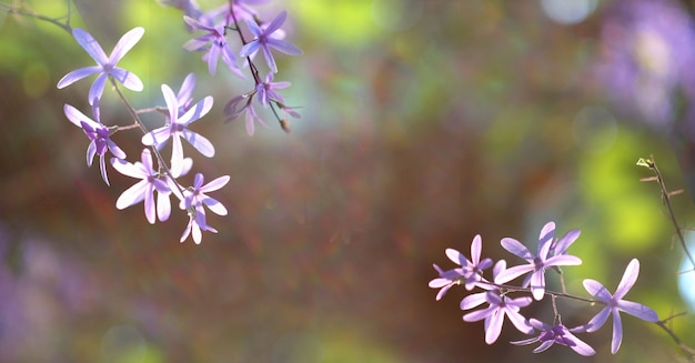 Spring nature background with blooming flowers