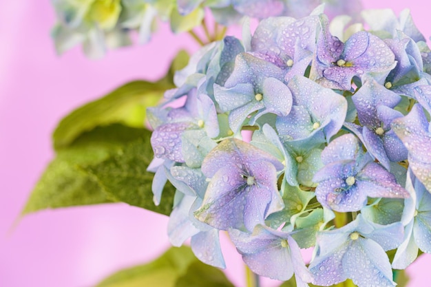 Spring Nature background with blooming hydrangea flowers
