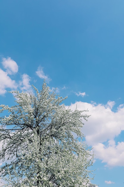 Spring nature background with blooming tree with white flowers and cloudy sky place for text