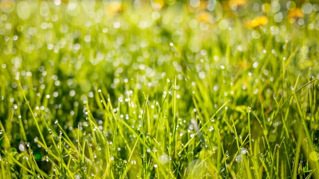 Spring nature background with green grass field