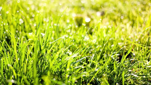 緑の芝生と春の自然の背景