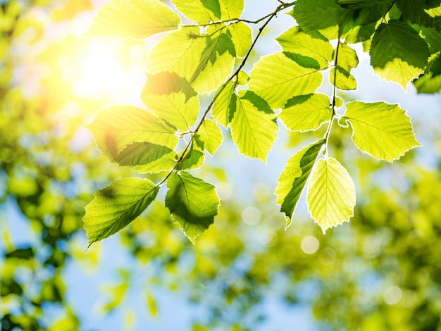 Spring nature background with green trees foliage