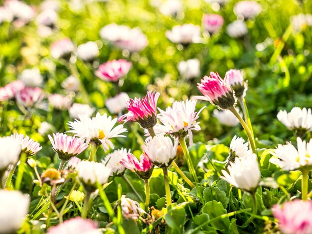 Spring nature background with meadow of bright colored daisies 