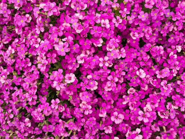 ピンクの花と春の自然の背景