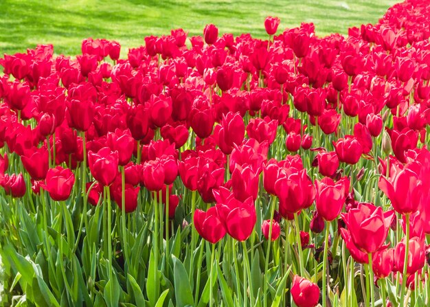 チューリップの花と春の自然の背景