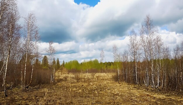 雲の空の春の自然森林の風景 ロシア 選択的な焦点