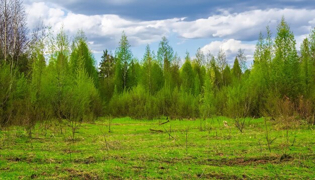 Spring nature forest landscape with cloudy sky russia selective focus