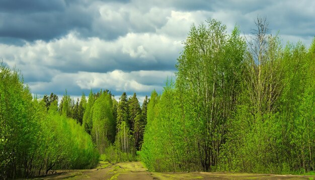 Фото Весенний природный лесной пейзаж с облачным небом россия выборочный фокус