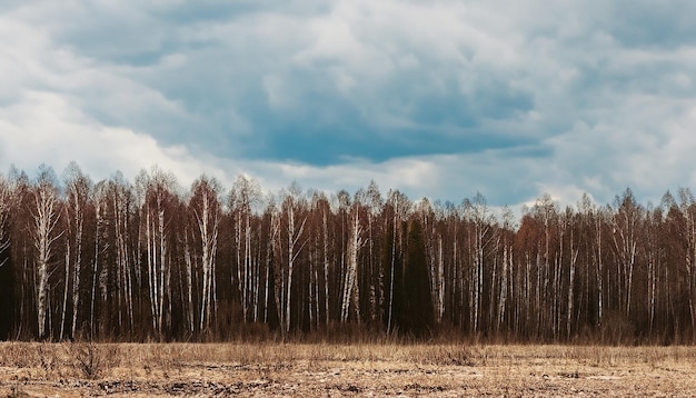 雲の空の春の自然森林の風景 ロシア 選択的な焦点