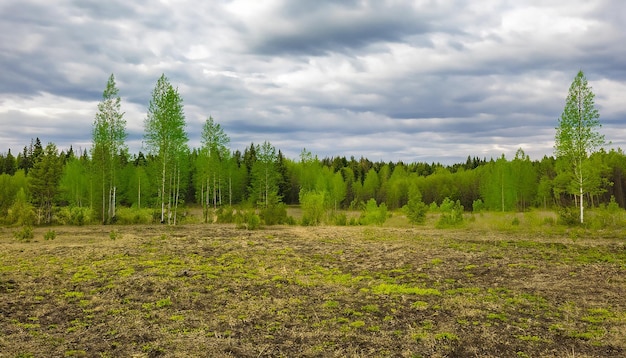 Spring nature forest landscape with cloudy sky Russia Selective focus