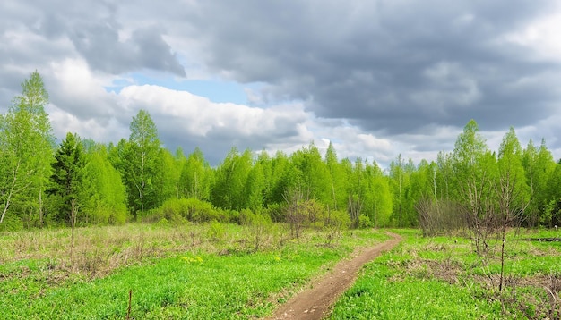 구름이 많은 하늘을 가진 봄 자연 숲 풍경 러시아 선택적인 초점