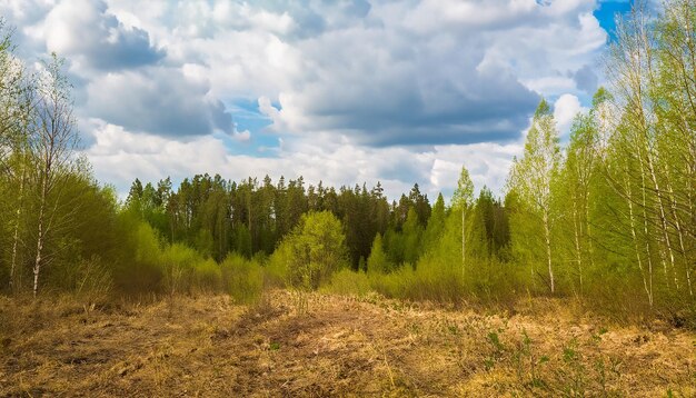 Фото Весенний природный лесной пейзаж с облачным небом россия выборочный фокус