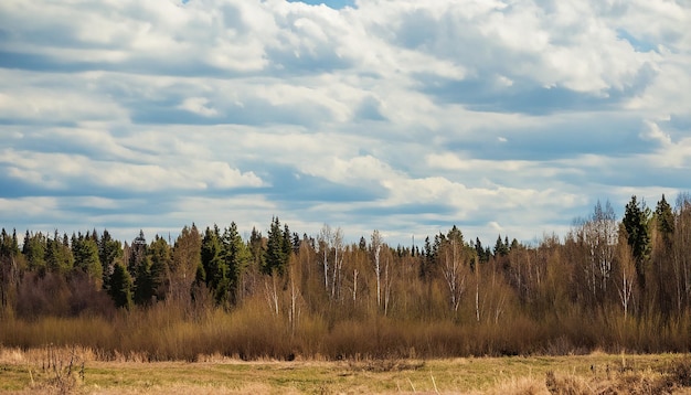 Фото Весенний природный лесной пейзаж с облачным небом россия выборочный фокус