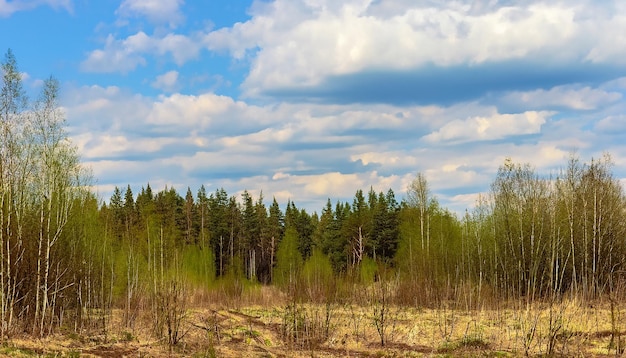 Spring nature forest landscape with cloudy sky Russia Selective focus