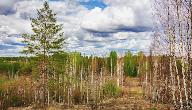 雲の空の春の自然森林の風景 ロシア 選択的な焦点