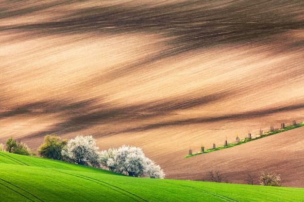 Paesaggio della natura primaverile con alberi in fiore in fiore