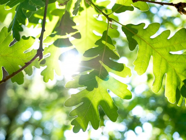 Spring nature leaves with green oak foliage