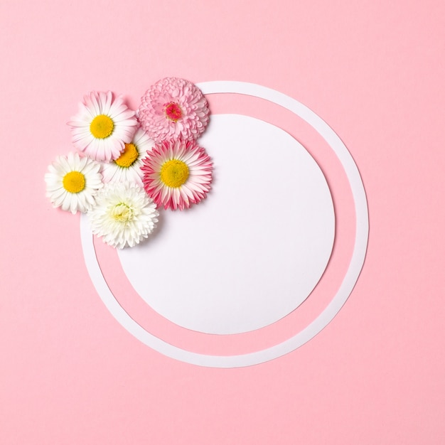 Spring nature minimal concept. Daisy flowers and white circle-shaped paper card on pastel pink background.