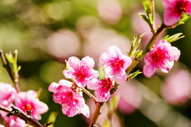 Spring nature, peach blossom, pink flowers on branches on a Sunny day, beautiful postcard.