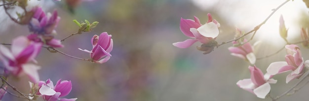 ピンクの花と春の自然。