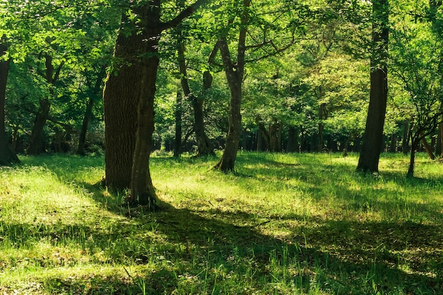 Spring oak grove on a sunny day