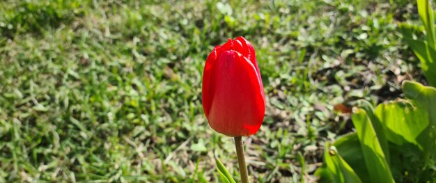 In spring one red tulip flower on background of green grass