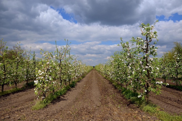 Foto frutteto primaverile con filari di meli durante la fioritura del cielo nuvoloso sopra