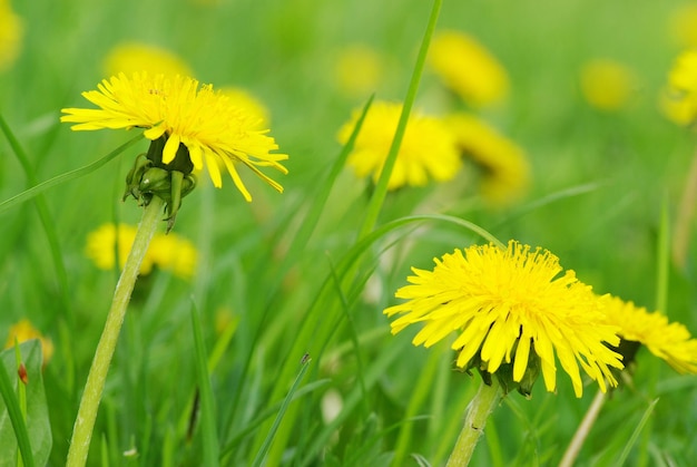 Spring Paardebloem