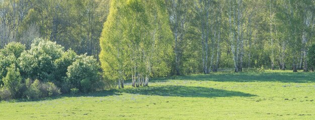 Весенний панорамный вид на зеленый луг и лес