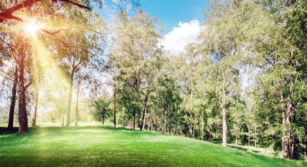 Photo spring park landscape